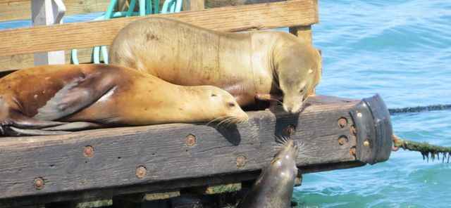 seals family