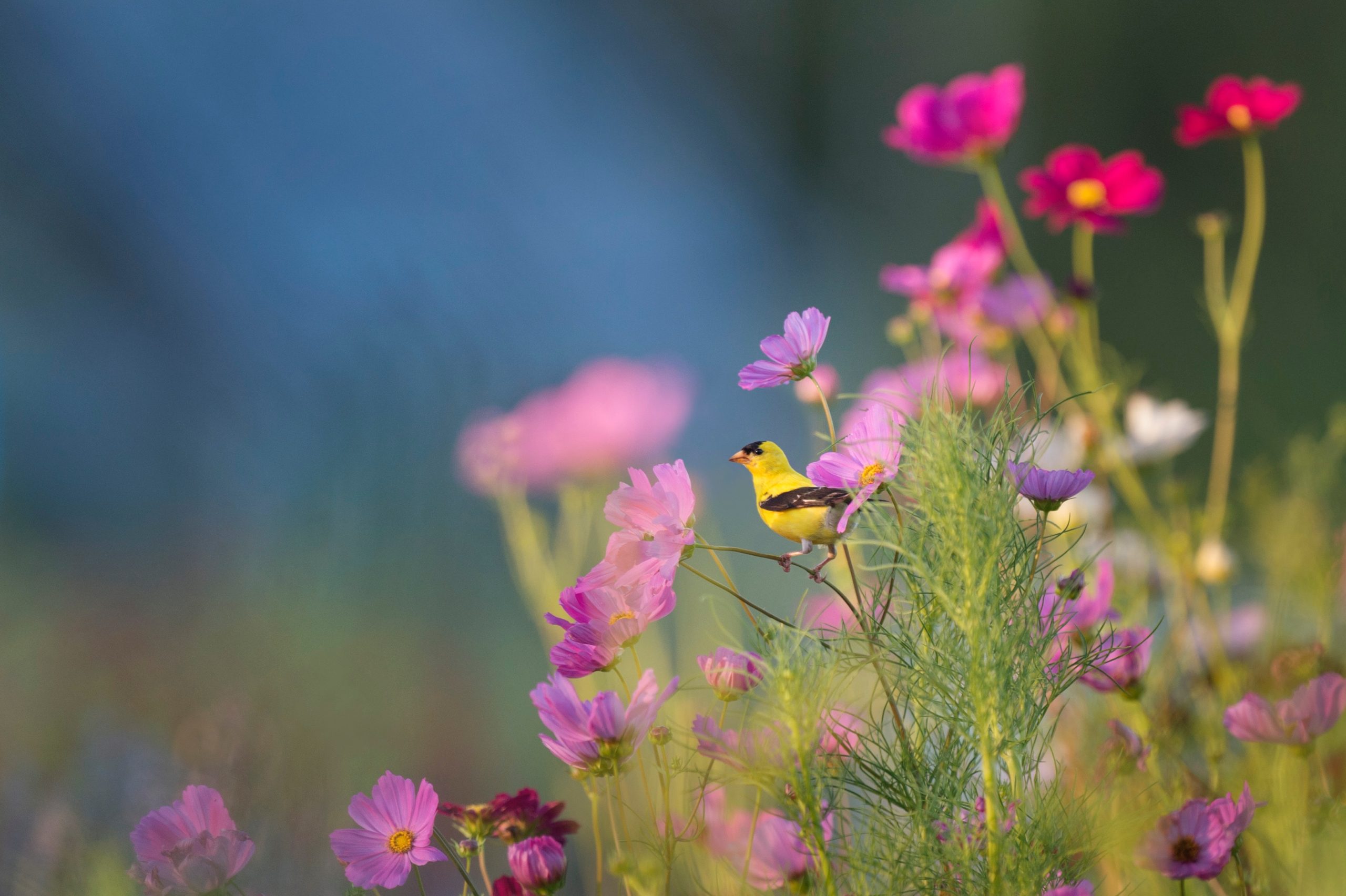 ray-hennessy-HlJ7U9WHRR8-unsplash bird in flower